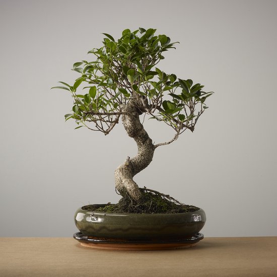 Bonsai boom